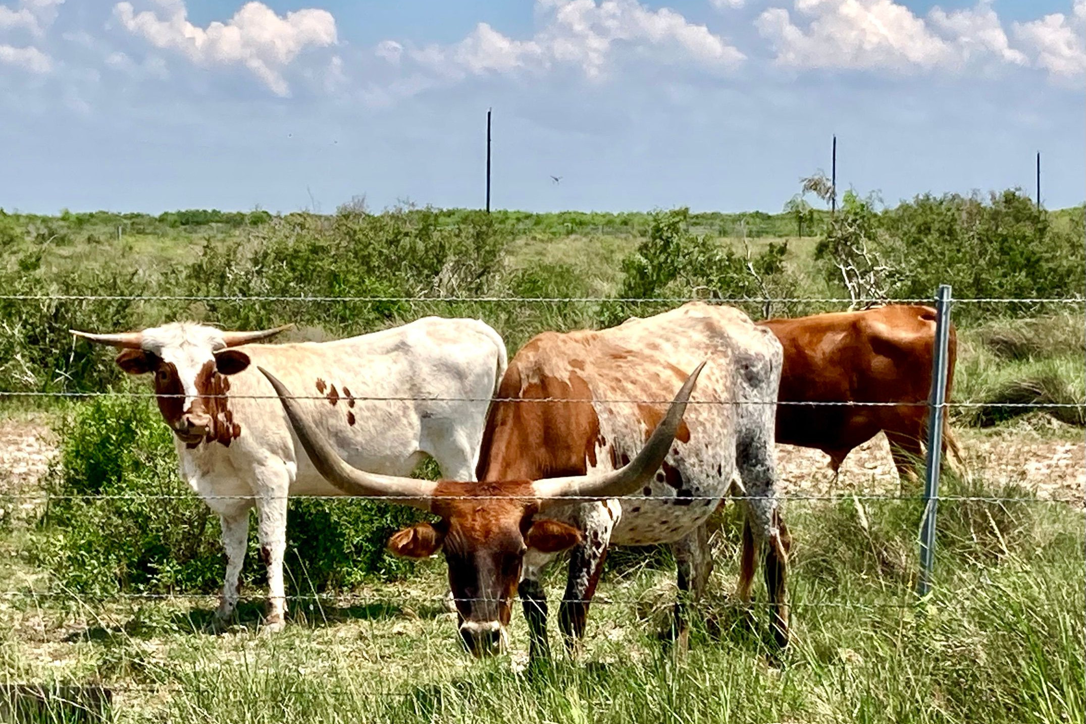 Longhorns grazing in a field