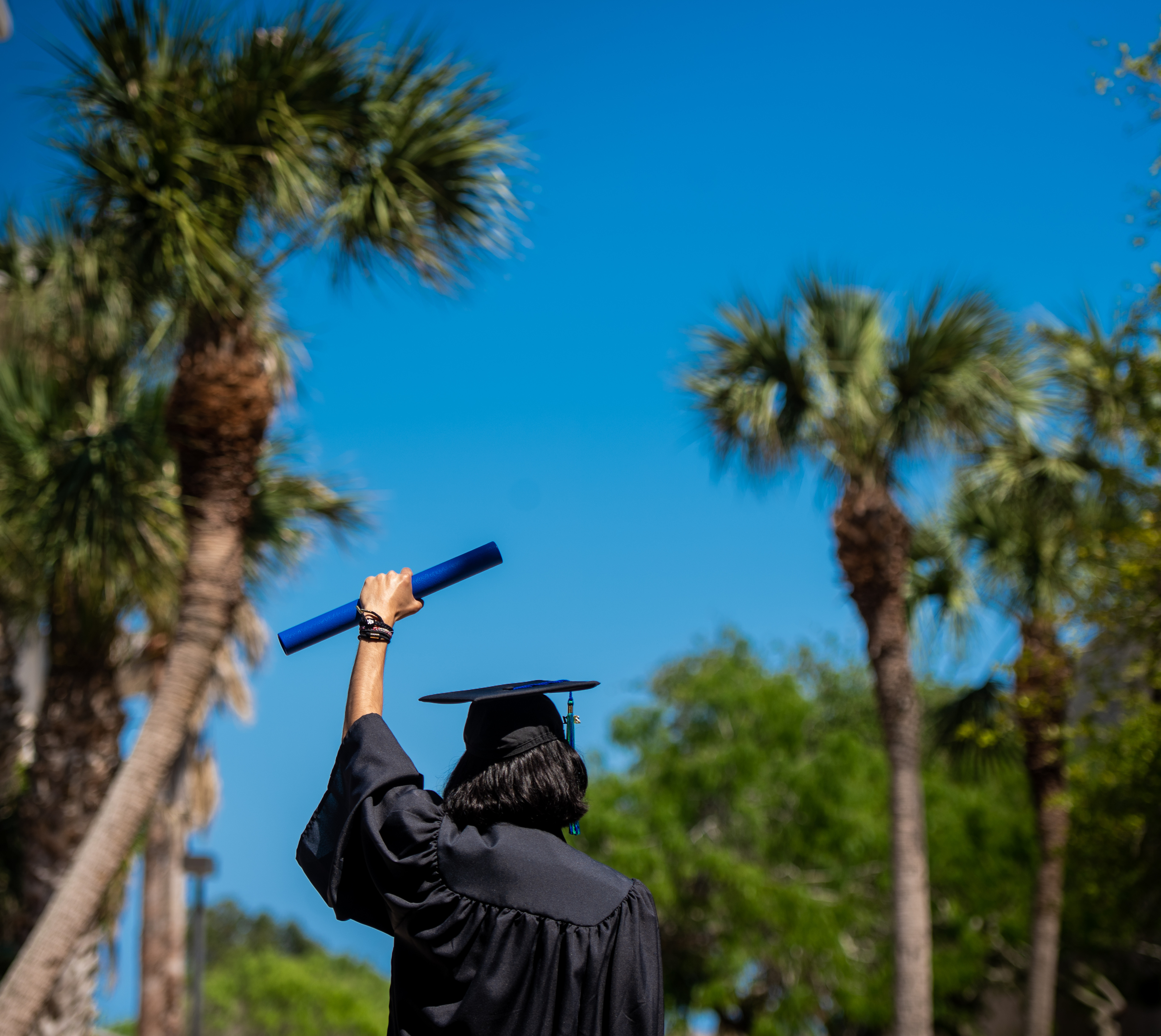 in the center you see the back of a college graduate holding up their degree in their left hand. framing them is the tops of palm trees on a sunny coastal day.